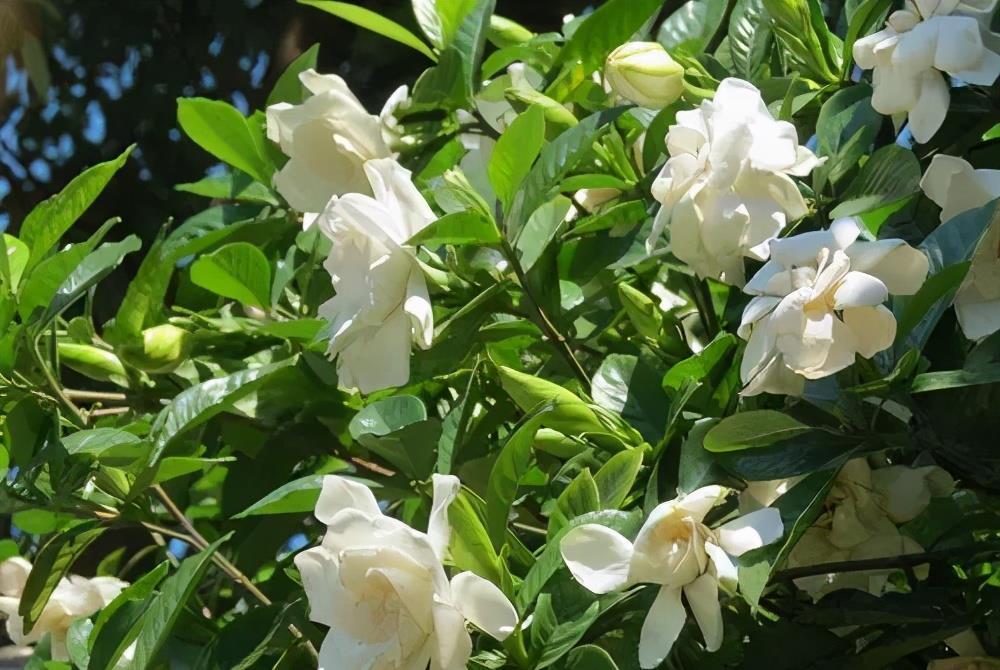 花卉|6种花,耐热又耐晒,晒得越狠花朵越多,40摄氏度照样有花赏