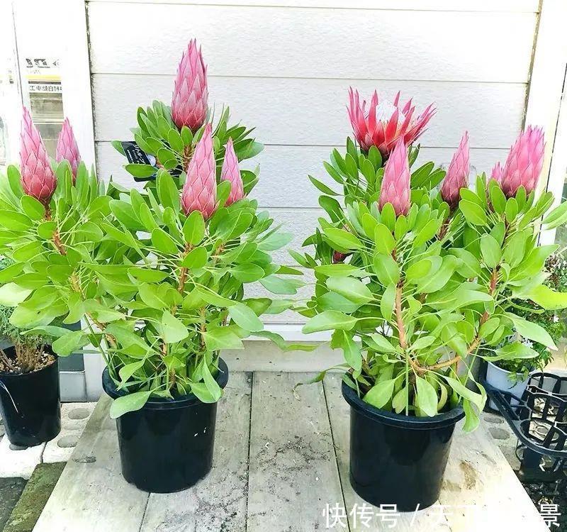 最气派的“霸王花”,家里养一盆,华丽又大气,富贵又吉祥