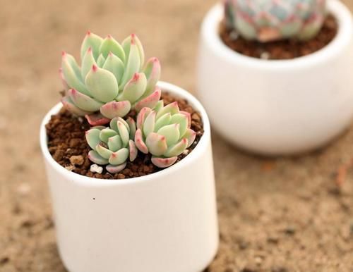 这些年“懒养”多肉的人都后悔了吧，毕竟满足这些植株才长得美