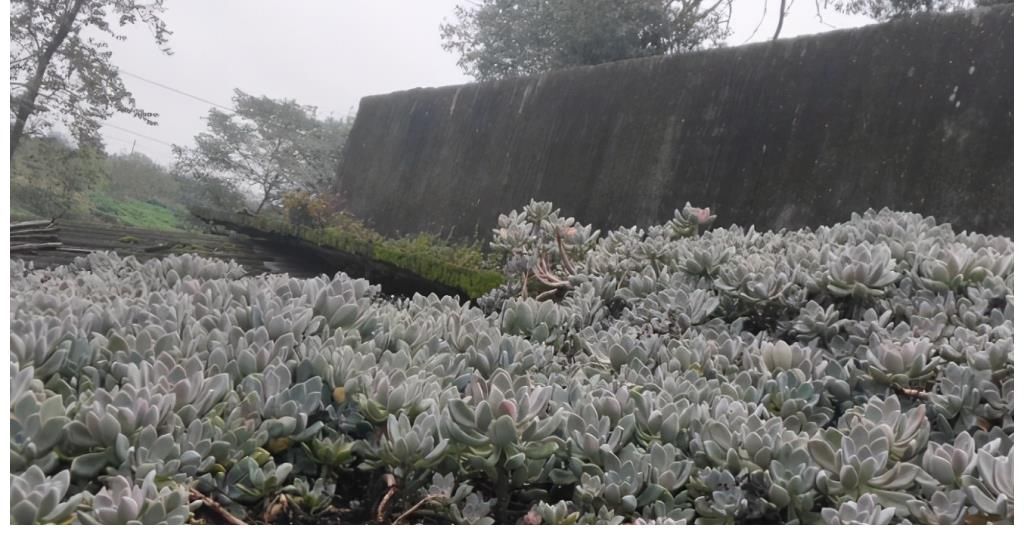 冬美人|5种多肉很好养，沾土能活，新手也养不死