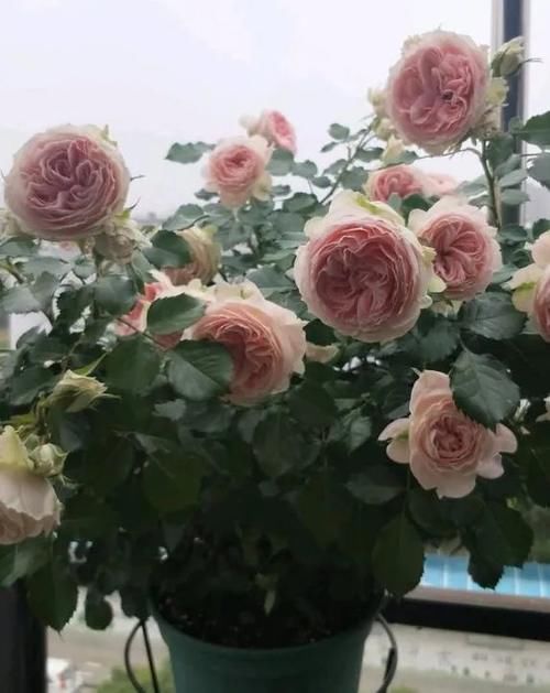 月季发芽后，新叶泛黄怎么办？3个原因，1个解决办法！