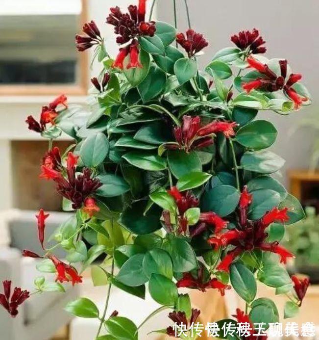 此几款花卉，株型丰满，枝叶鲜绿，花色繁多美极了