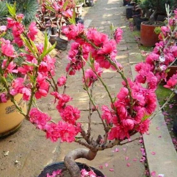 养花就养这几款,让空气变得清新自然,是净化空气的小能手