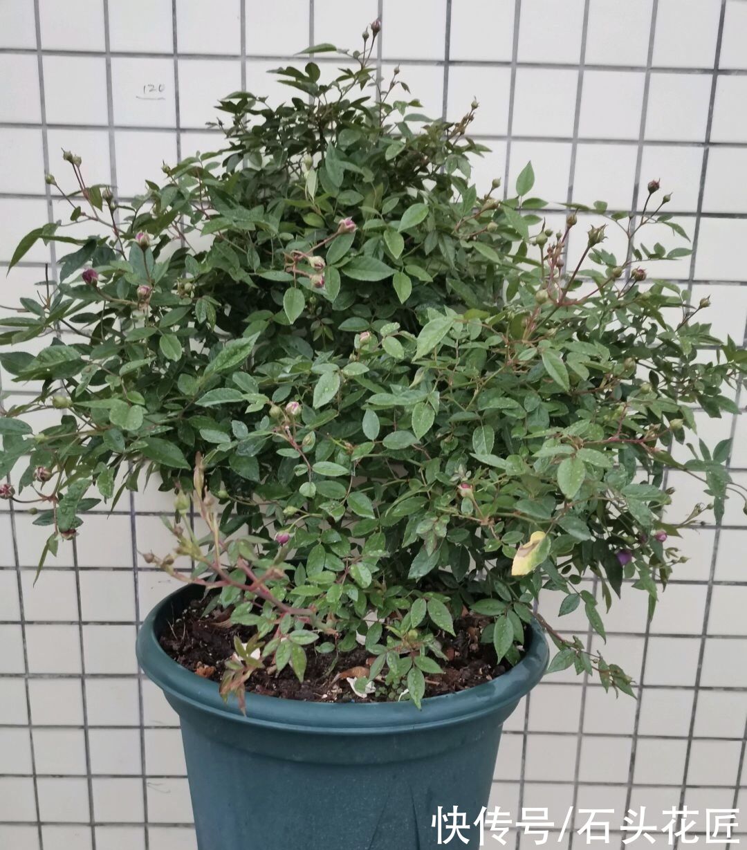 养月季“舍得剪”，才能看到更漂亮的花，这3种枝条、花苞都要剪