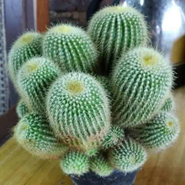 4种常见花卉,不爱喝水,想养好就得“旱”,越旱长得越旺