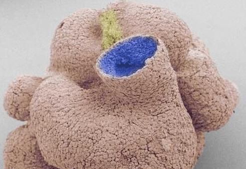 小时|吉尼斯世界之最寿命最短的昆虫,只能活几个小时,朝生暮死