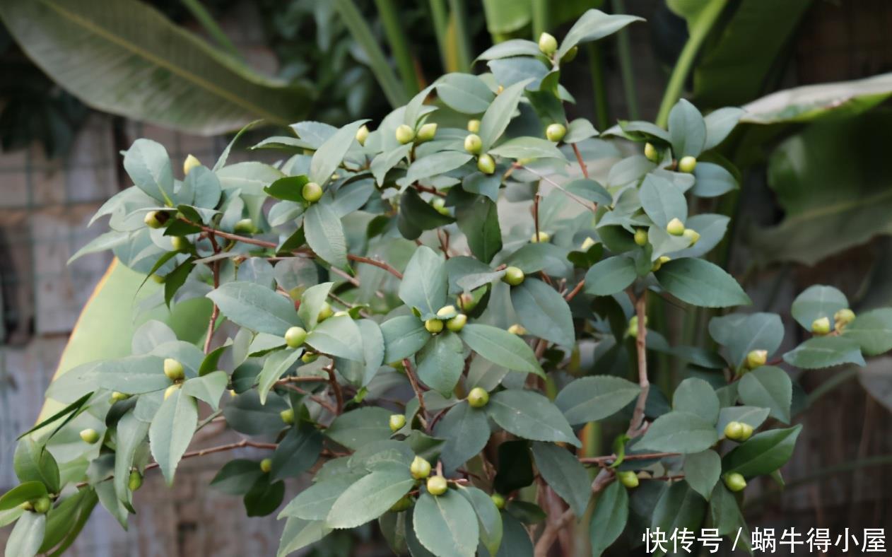 警告:新手养花人常踩中的“雷区”,该早知道