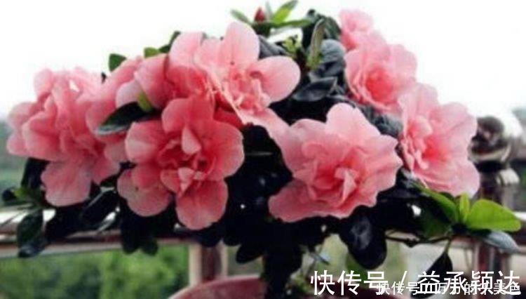 土壤|4种花很耐养,沾土就能活,谁见了都喜欢,花朵漂亮,花开旺!