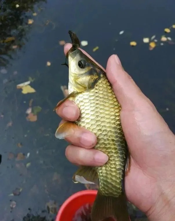 普通漂|冬天夜钓,选普通漂还是电子漂?听我一句劝,保证你比别人钓得多