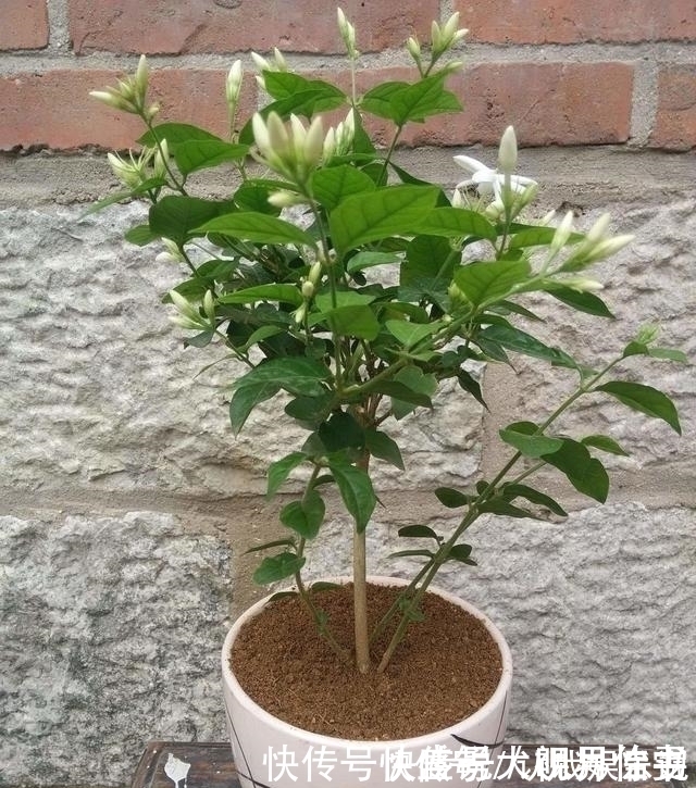 花苞|养茉莉这几招技巧不能少,安全过夏,枝头满是花苞