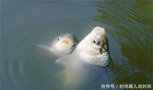 米饭饵料的制作和使用技巧,这些饵料小鱼不沾,钓大鲫鱼有奇效!