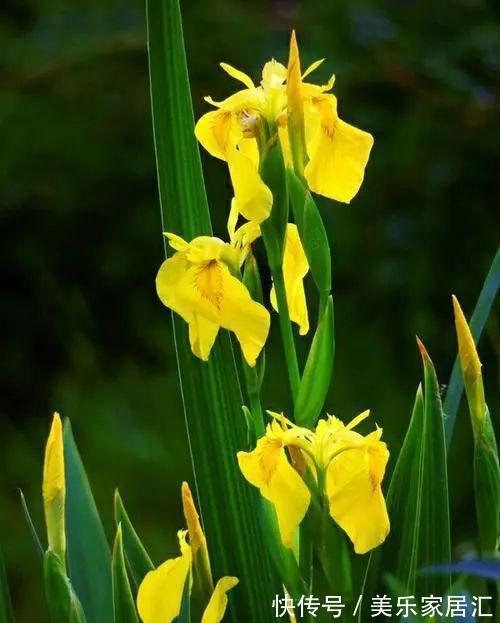 鸢尾类|喜欢生长在水边的黄菖蒲,开着奇妙的花,暗藏传粉的“招”!