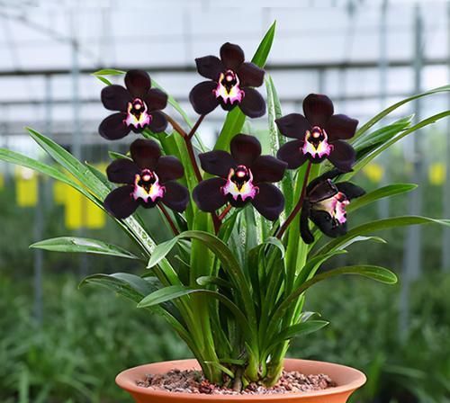  花型|兰花新宠“黑雪姬”，花色神秘，花型妖娆，兰香扑鼻，猎奇兰首选