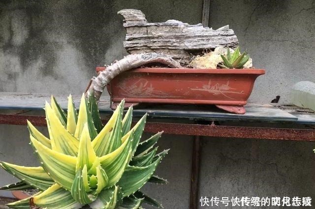 桂花|此花能当“传家宝”,一样就是几十年,老桩粗、叶子密!