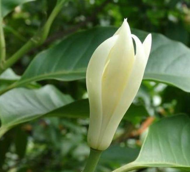 清香|最适合新手养的4种花，空气清香去异味，优雅迷人