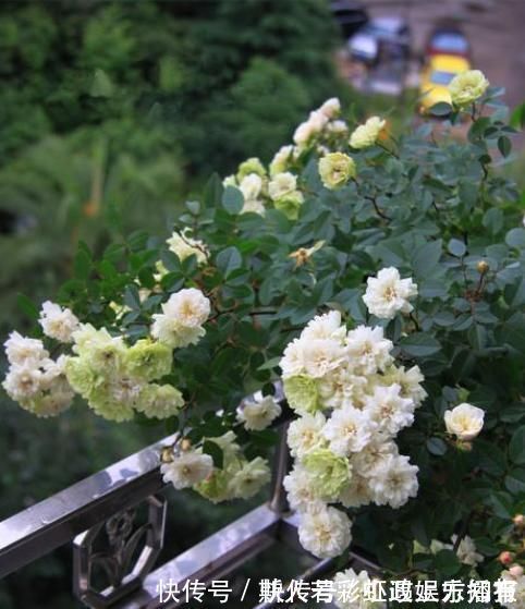 绿冰|此盆栽植物号称开花机器,全年都开花,种植容易,室内也能种