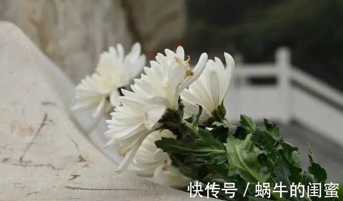 落叶归根#北大教授:现在的殡葬制度,是把过世的人当垃圾处理