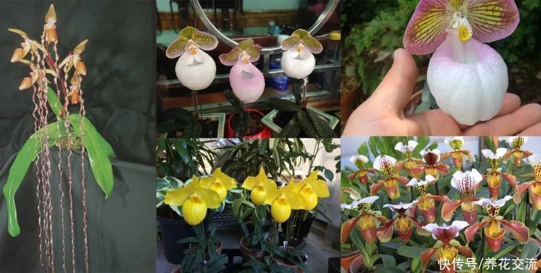 冬季买花“坑”很多，做好这几点，少吃亏，少上当