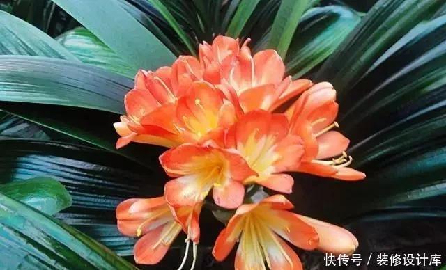 阿司匹林|养君子兰,就用4种药,只需埋在花盆中,花剑冒不停,叶绿花还旺