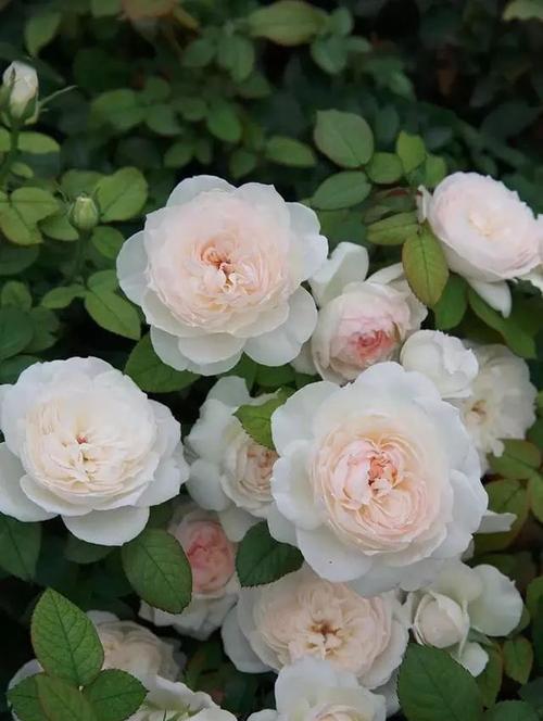 阳台上|阳台盆栽新宠“波莱罗”,多头群开仙气十足,养一盆香飘满屋