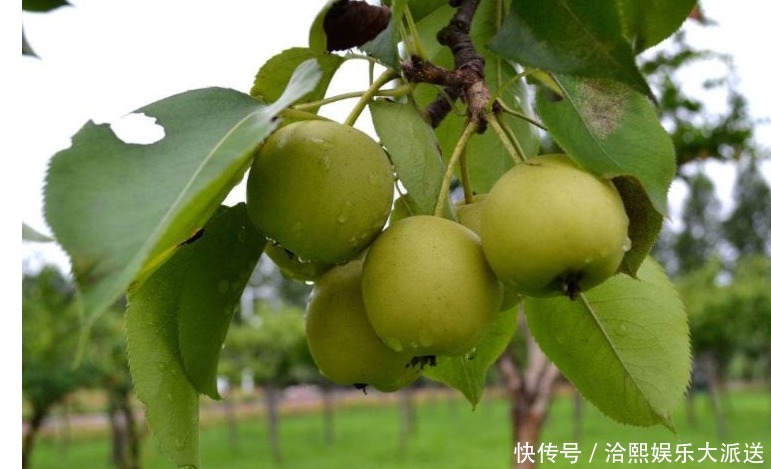 山梨|长寿老人最爱吃的水果，每天吃一个，防癌，润肺止咳,谁吃谁受益