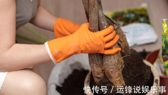 4种植物挺着“大肚子”,摆在客厅,不但寓意好,而且耐旱好养