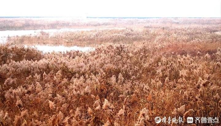 芦花|野鸡野鸭白鹭天堂，芦花飞舞的青岛大沽河湿地美如国画