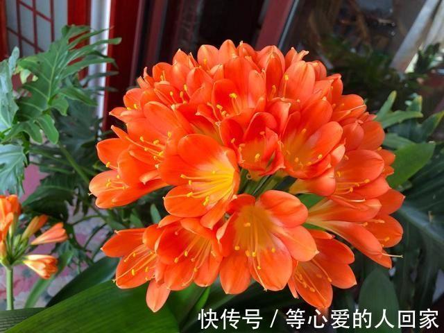 初秋给君子兰“换位置”，2种肥水轮着浇，叶片油亮，花开艳美