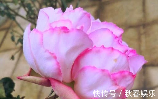 养月季,学会''6点''你就是高手,花苞冒不停,年年开花不断!