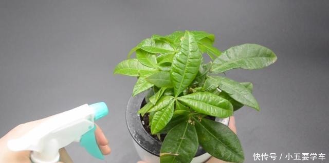 家里有养花的抓紧看看,学会这招,不烂根不生虫,花草越长越茂盛!