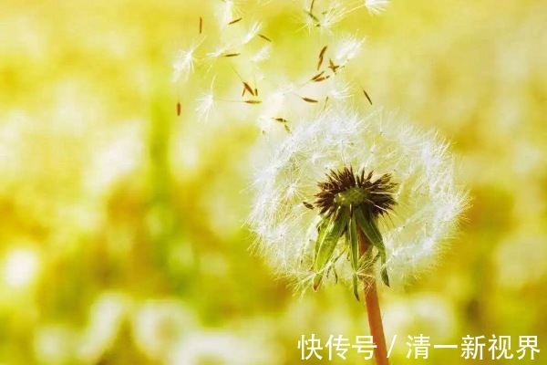 泡水|现在才知道,蒲公英不能随便泡水喝,三个问题要注意,别犯错!