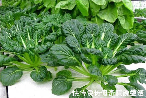 白萝卜|霜打过的菜为何甜？这4种菜不怕冻，别错过最后一种，越冷越好吃