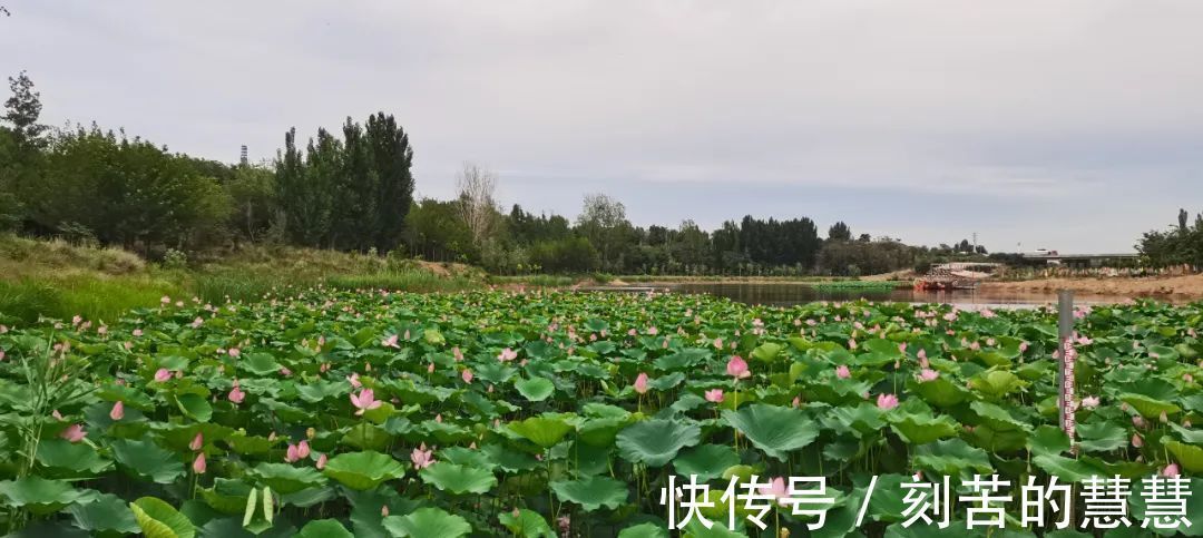 王秋生|夏至当赏荷！孟州滨河荷花已经美成仙境啦！