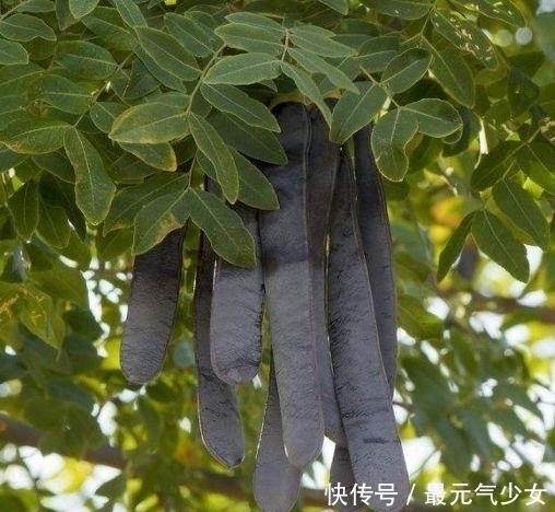 女人千万别嫌弃它丑！每天吃一点，皮肤细腻更有弹性