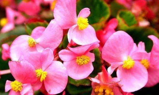 不会养花就养这4款“便宜花”,一年四季开花不断,花色多又艳