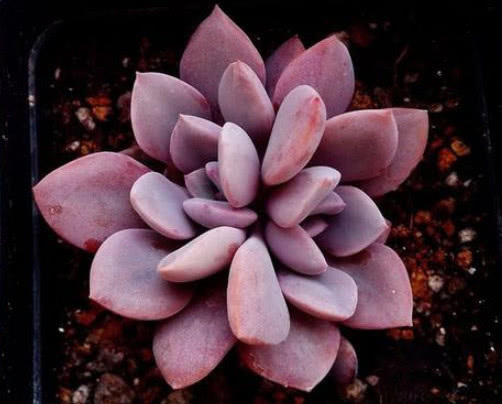 多肉黛比怎么养教你3个盆栽的小妙招，养出梦幻般色彩的黛比