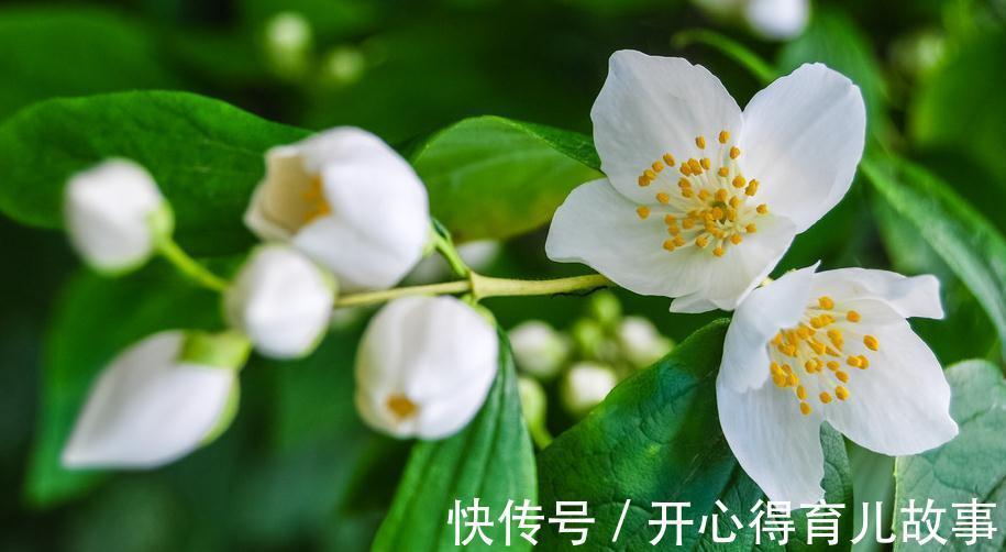 茉莉开花花小香味淡,掌握这几种施肥方法,花大香味浓