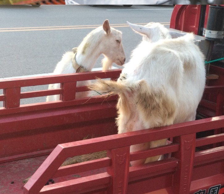 杀菌|警惕!8岁孩子反复发烧2个月,竟因喝了这“鲜”奶!