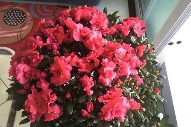 6种花一天不浇水,叶子就耷拉,缺水3天就死翘