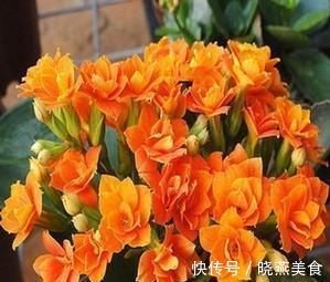 花苞|长寿花开花越来越少?2个方法催催它,蹭蹭冒出满枝花!