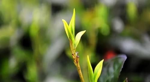 春天喝茶一定要注意这几个原则，否则可能伤身哦