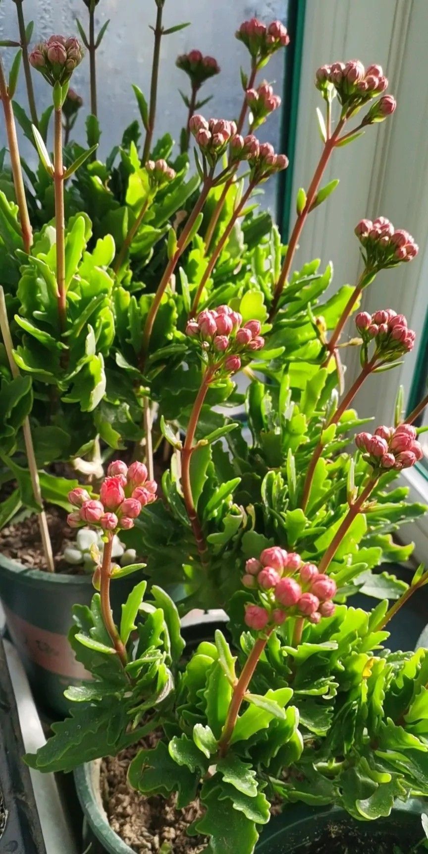 花友们|长寿花“装菜”不打花苞注意这“三点”，花苞呼呼冒花儿满枝头
