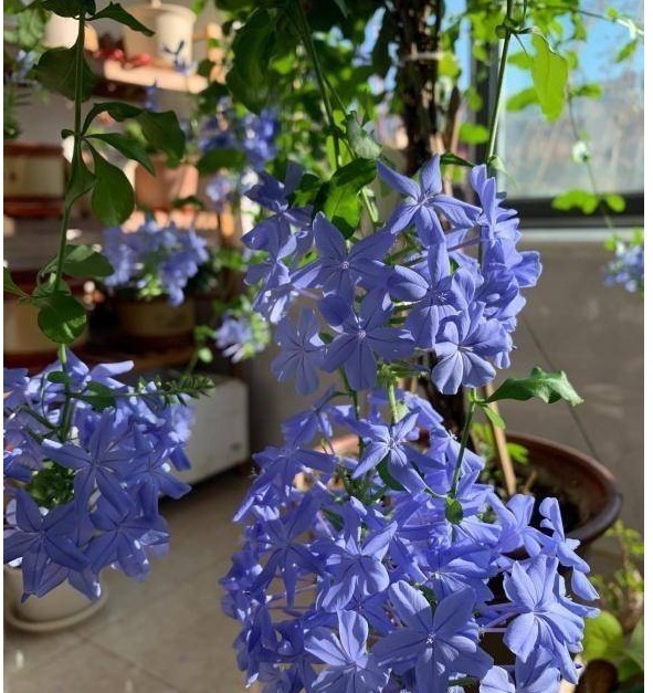 6种“大吉大利花”,开春养一盆,花苞爆开,“招财又旺家”