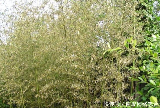 道理|“竹子开花,马上搬家”,老祖宗为何这么说?有什么道理吗?