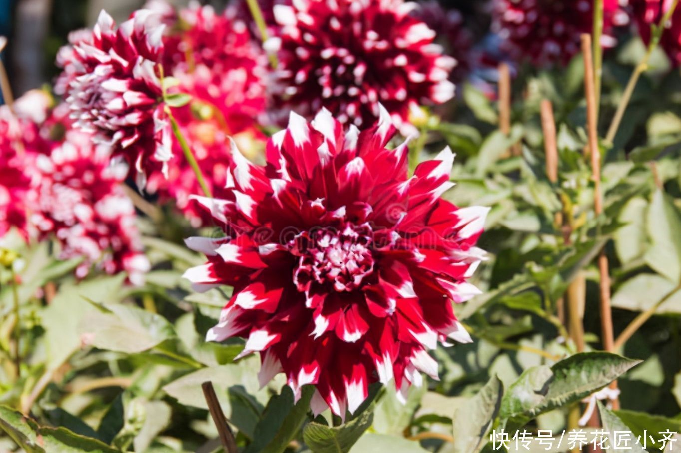 花园|它是花园的“顶梁柱”,从春开到秋,从来不嫌累,关键是好养