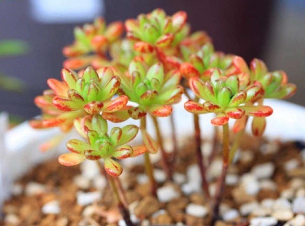 多肉小人祭怎么养护以下3个方面多注意,小人祭养护轻松长势好