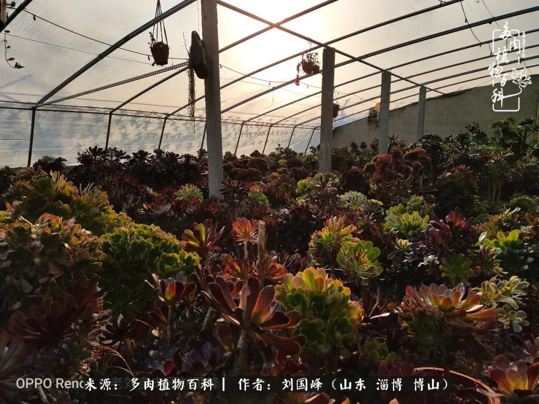 贵的不一定是对的，你的多肉究竟值多少钱附冬季养护攻略！