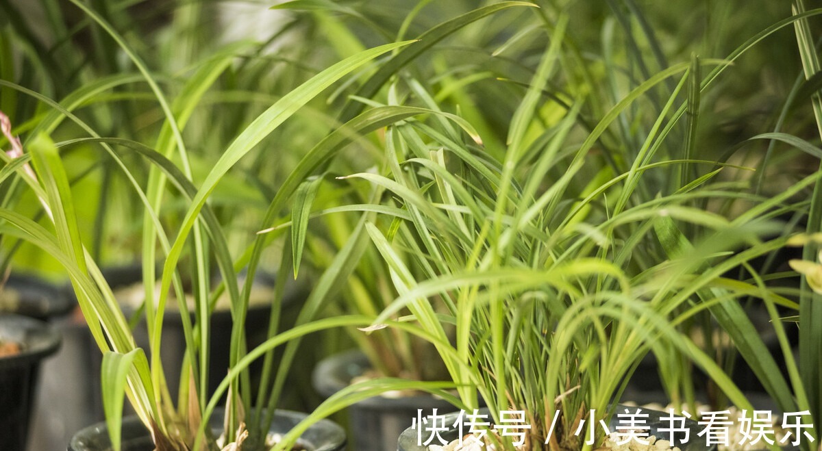 君子如兰|兰花“换盆死”怎么回事?避开这三点,否则让你白忙活