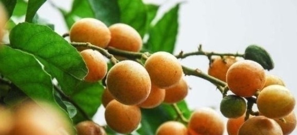 健康果|它比梨还润肺,是食药同源的“健康果”,止咳效果好,早知早受益