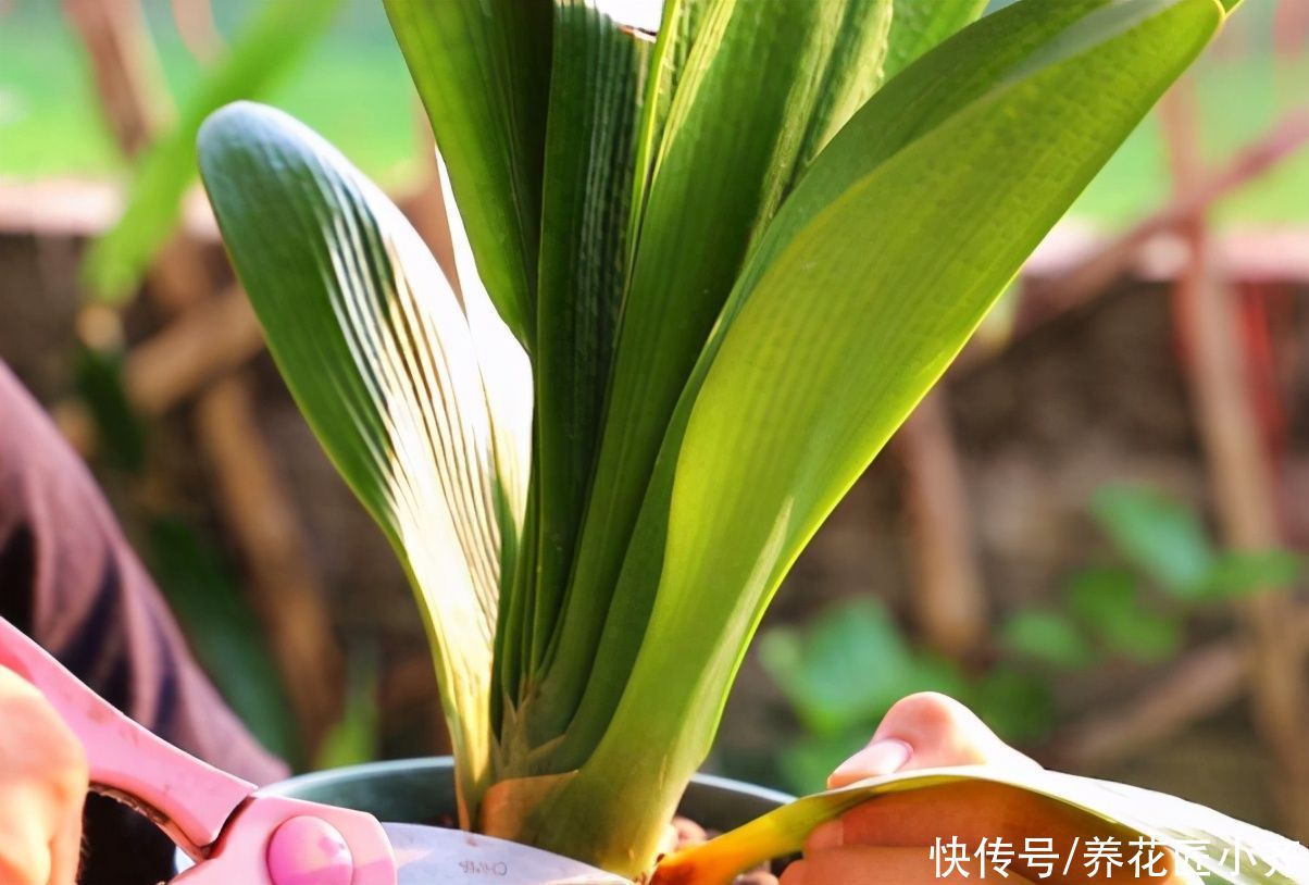 夏季|君子兰如果在夏季烂根，不用怕，用这方法还能长新根